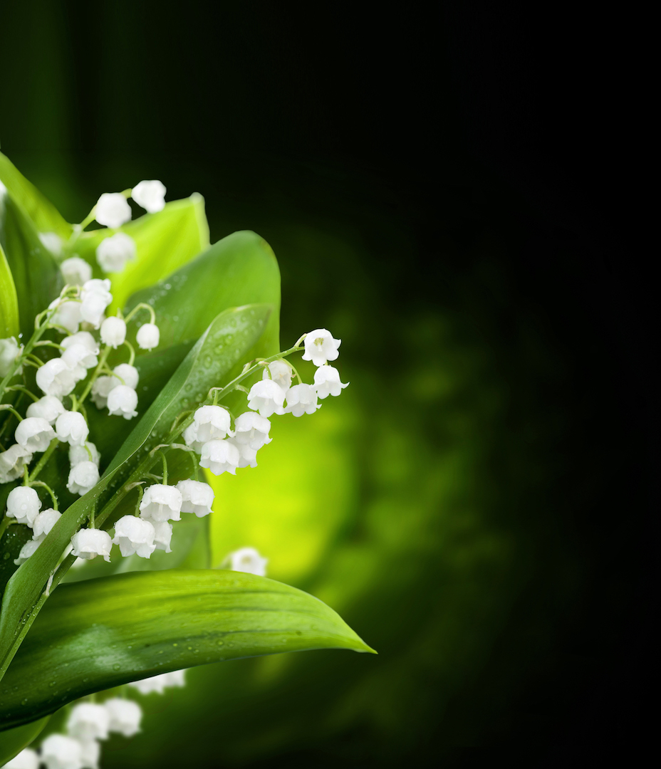 Mách bạn với hơn 103 hình nền hoa linh lan mới nhất  Tin học Đông Hòa