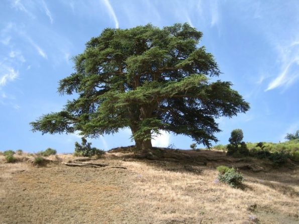 Cây gỗ Cedre Atlas
